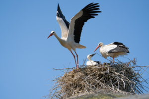 Weißstorch fliegt von Nest mit Jungstorch auf